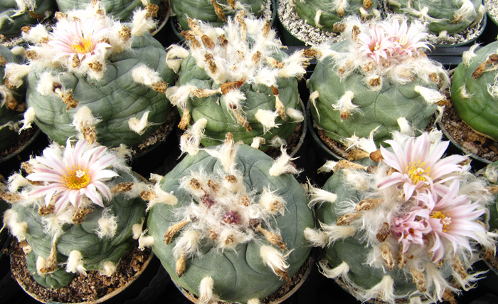 Lophophora Diffusa var. koehresii spring wake-up